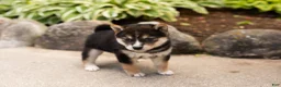 Shiba Inu dogs for sale: Max  - Ad 4