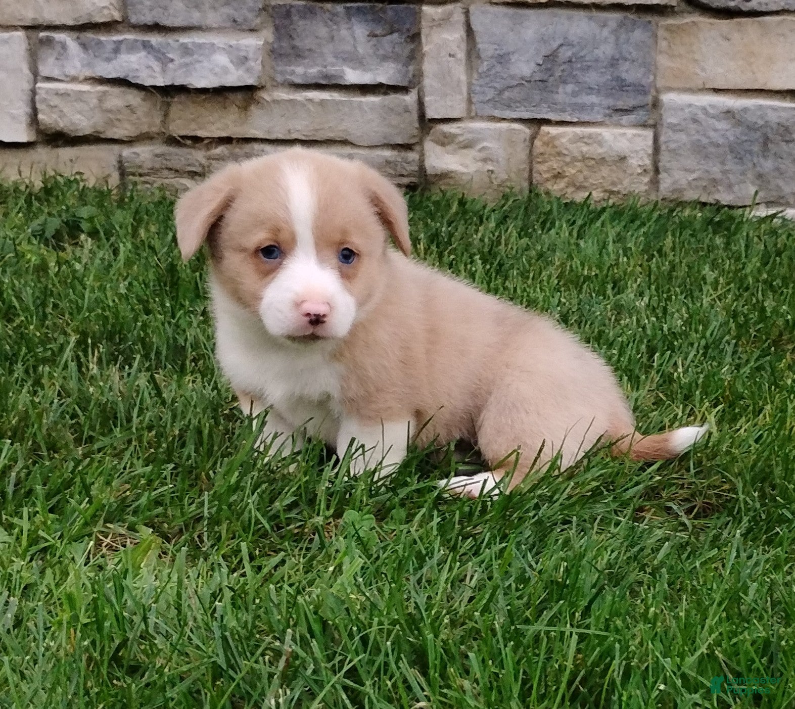Welsh Corgi Pembroke dogs Welsh Corgi Pembroke 3 - Ad 1