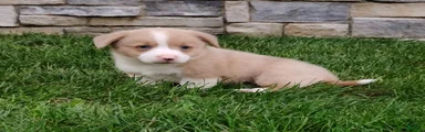 Welsh Corgi Pembroke 3