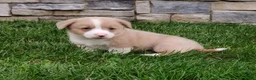 Welsh Corgi Pembroke dogs for sale: Welsh Corgi Pembroke 3 - Ad 1