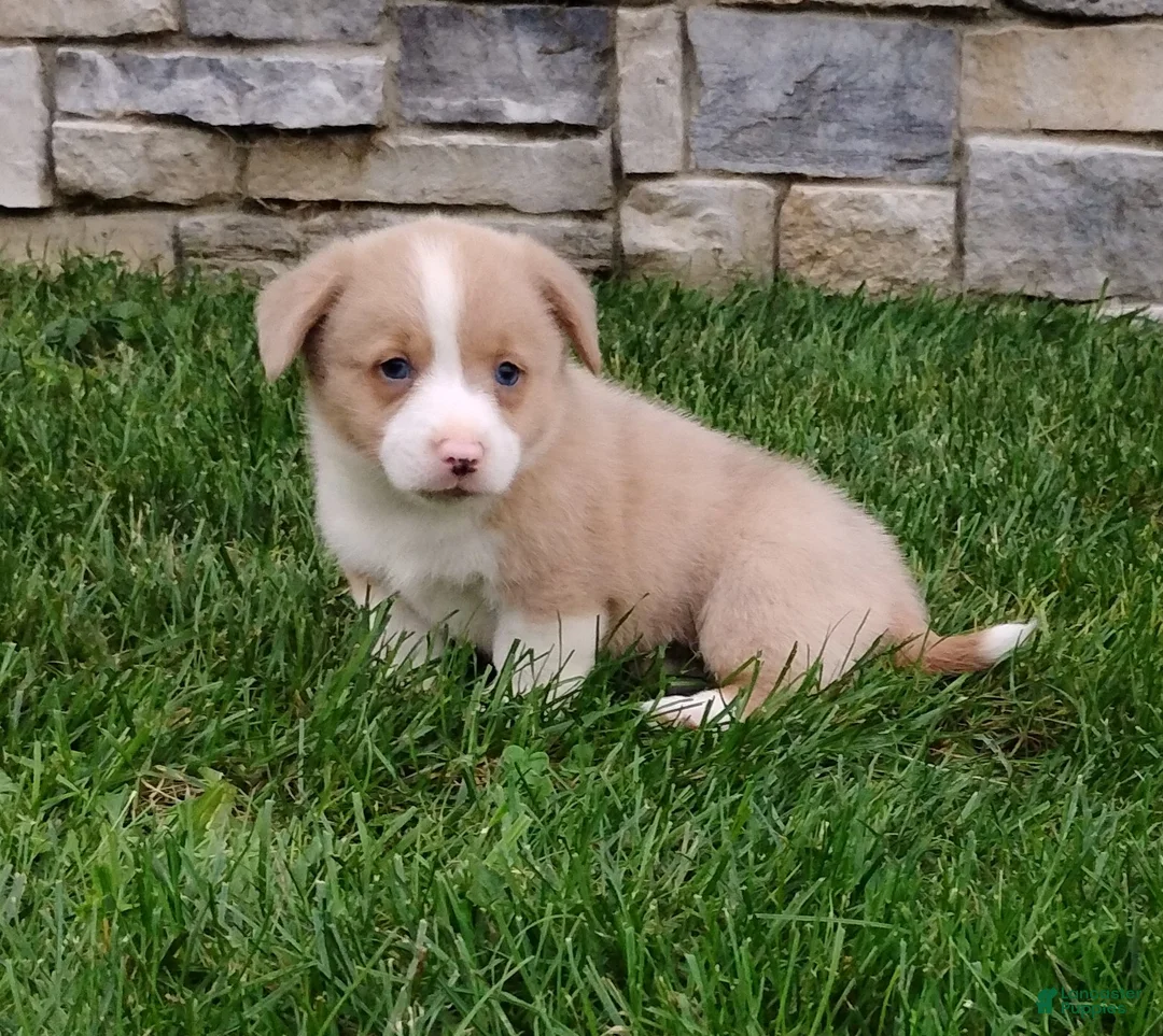 Welsh Corgi Pembroke dogs for sale: Welsh Corgi Pembroke 3 - Ad 1