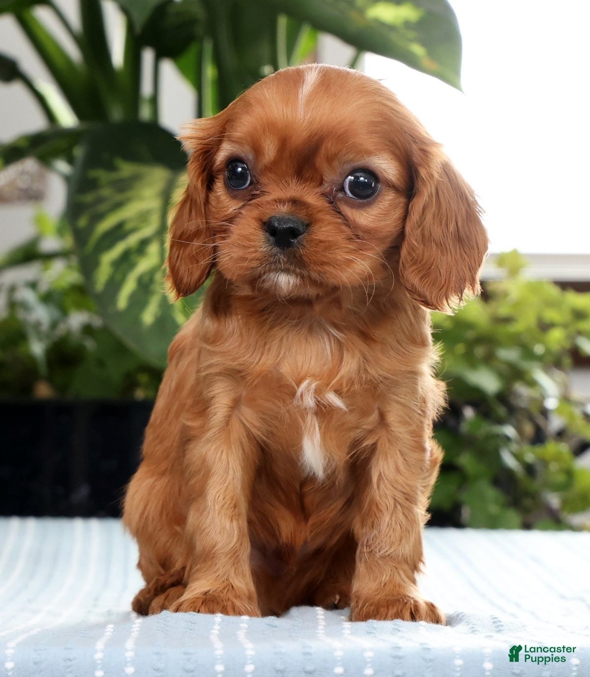 Cavalier King Charles Spaniel dogs Kaden - Ad 2