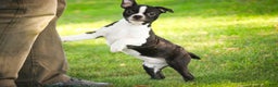 Boston Terrier dogs for sale: Howie - Ad 5
