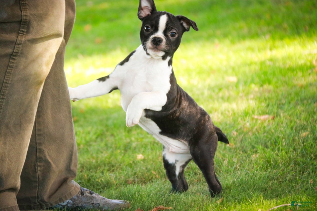 Boston Terrier dogs for sale: Howie - Ad 5