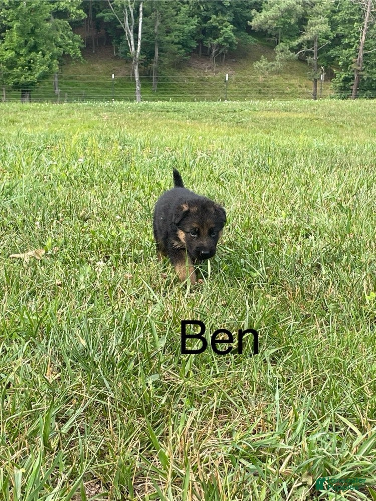 German Shepherd dogs Ben - Ad 2