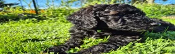 Mini Sheepadoodle dogs for sale: Apollo - Ad 8