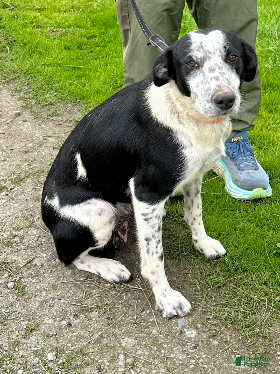 Mixed Breed dogs for sale: Mixed Breed Puppy 1 - Ad 2