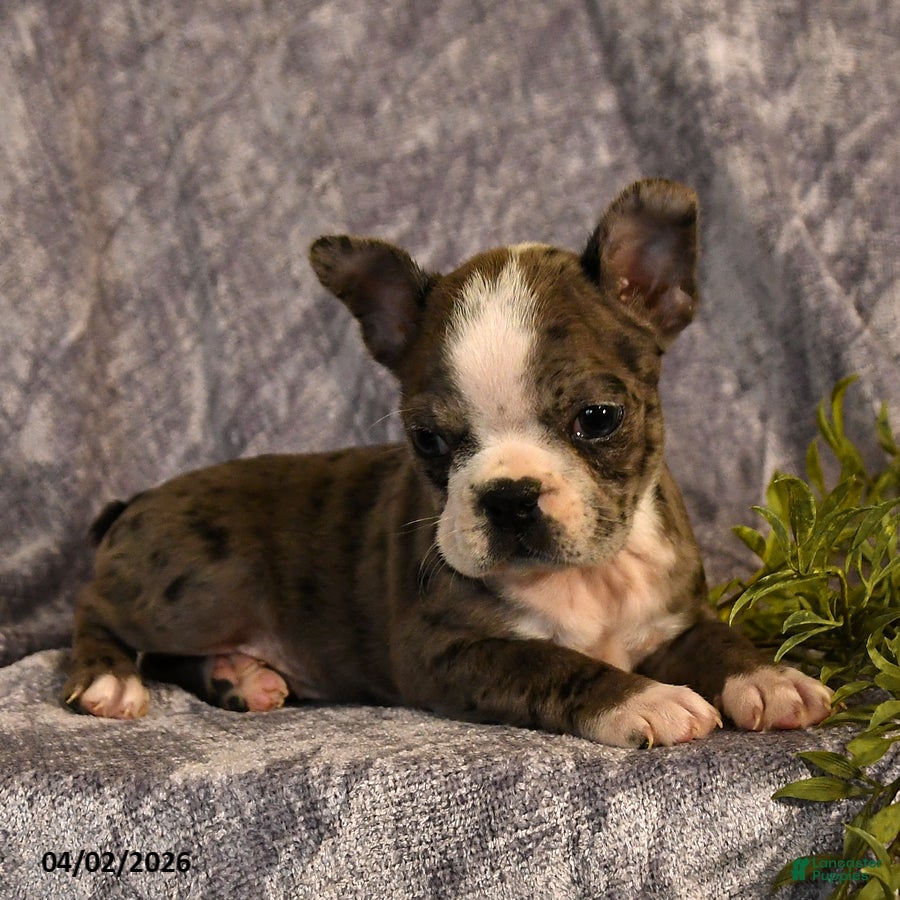 Boston Terrier dogs Fido - Ad 2