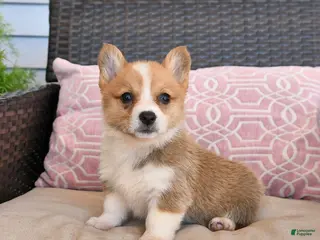 Welsh Corgi Pembroke dogs for sale: Muffin - Ad 2