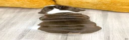 English Bulldog dogs for sale: Pearl - Ad 3