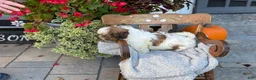 Shih Tzu dogs for sale: Seely - Ad 9