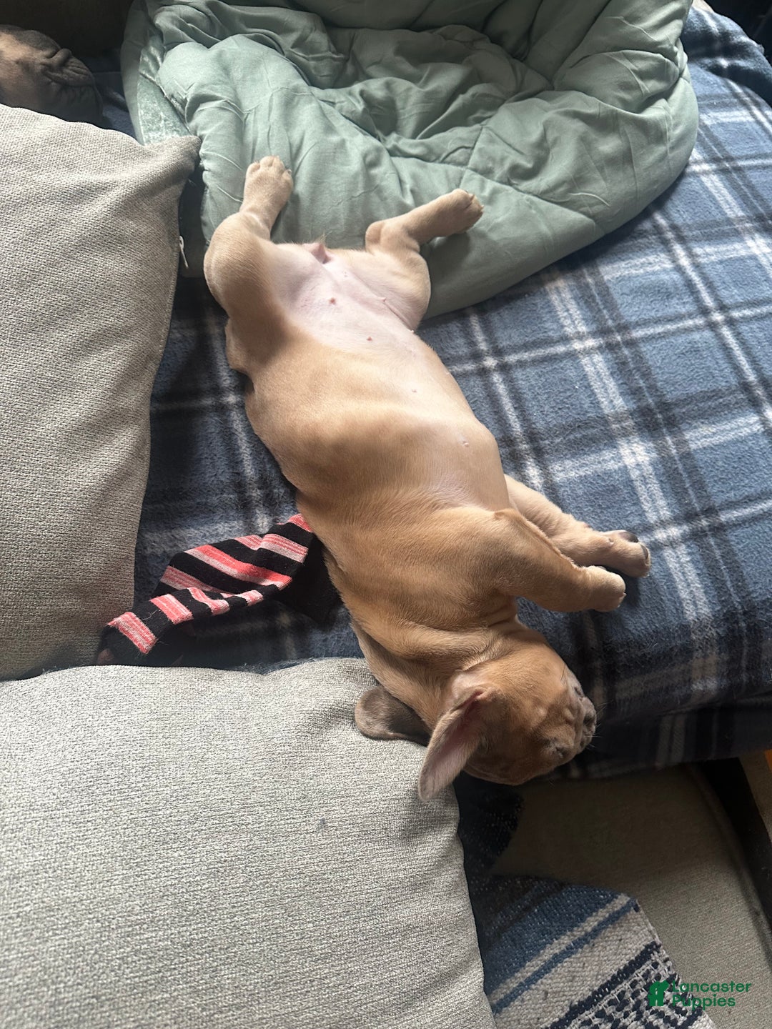 French Bulldog dogs for sale: Tigress - Ad 4