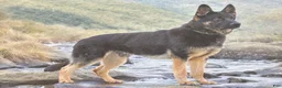 German Shepherd dogs for sale: Atlas - Ad 7