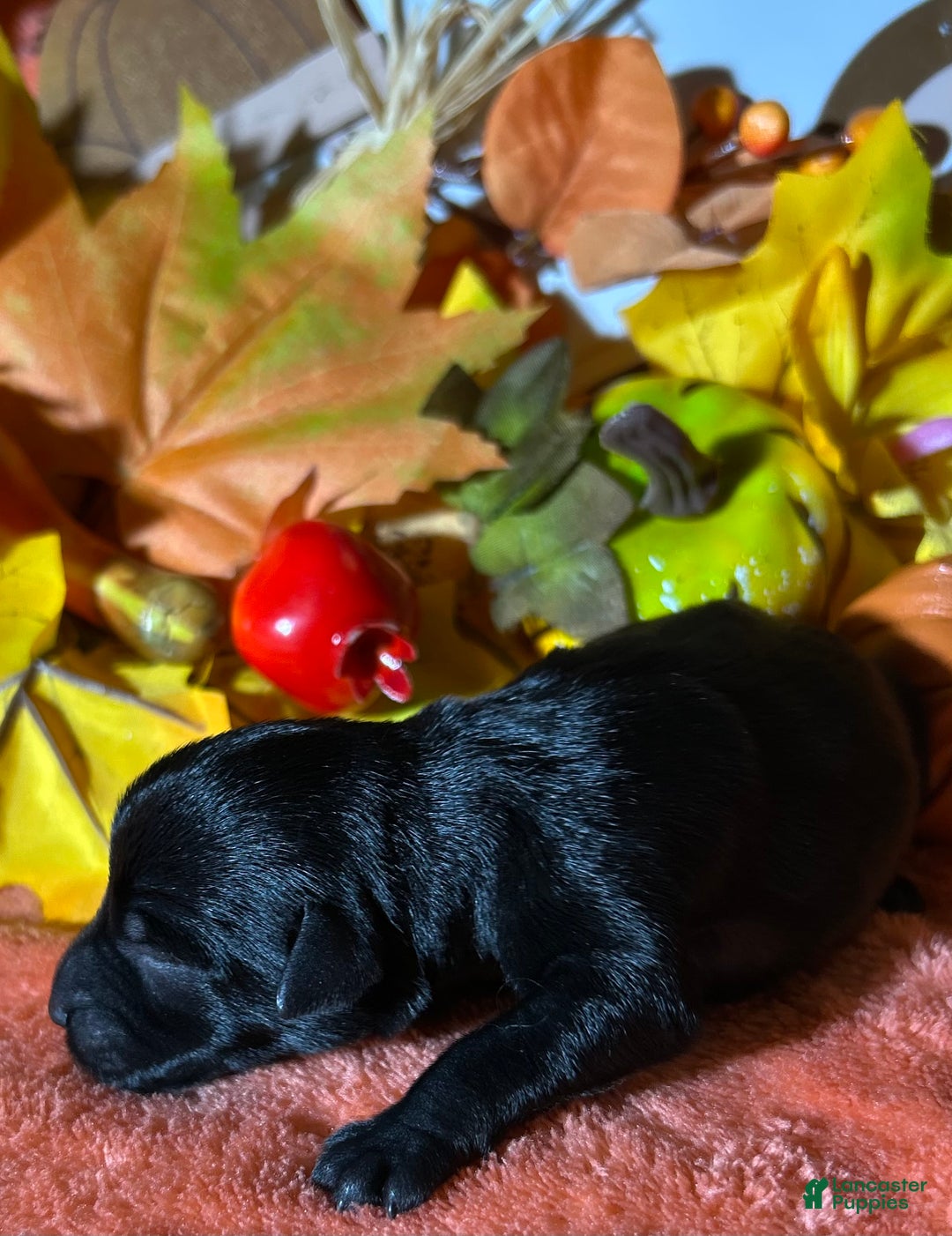 Miniature Schnauzer dogs for sale: Miniature Schnauzer Puppy 4 - Ad 4