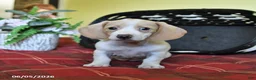 Miniature Dachshund dogs for sale: Kathy - Ad 3