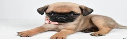 Pug dogs for sale: Alisha - Ad 2