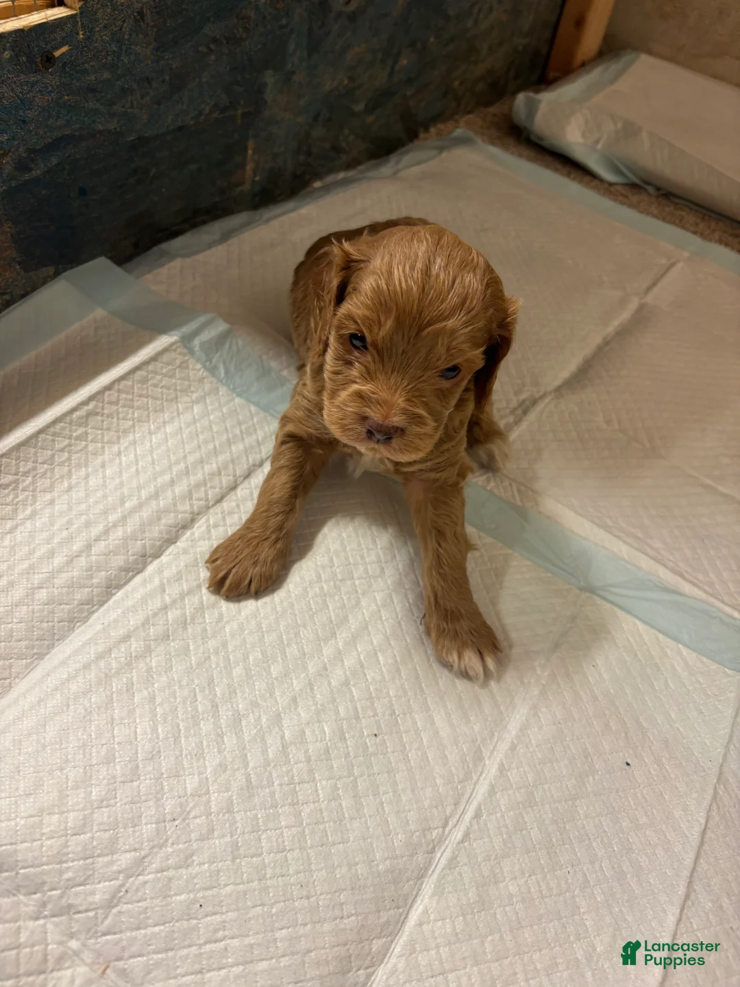 Cockapoo dogs for sale: Gideon  - Ad 6