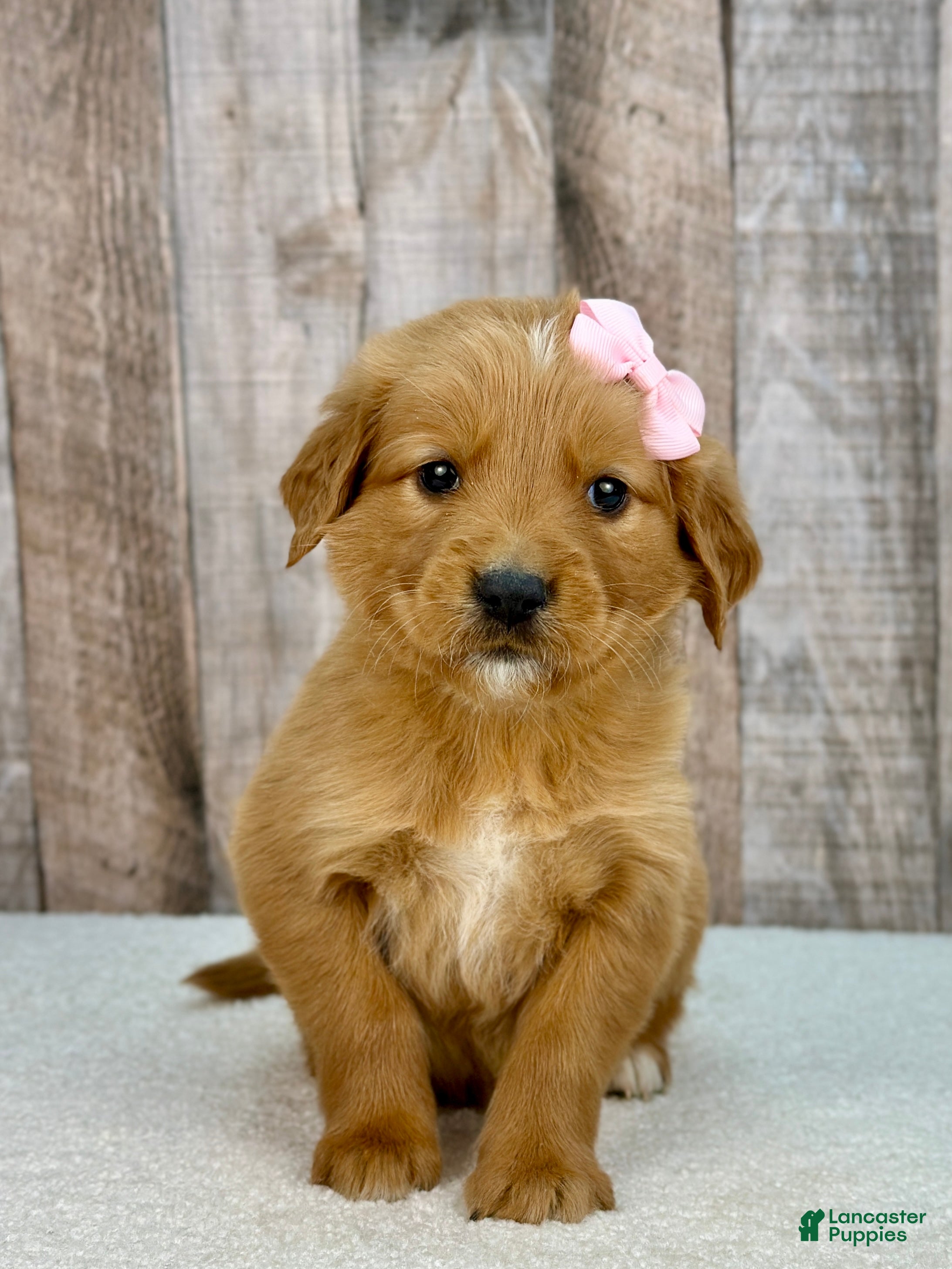 Golden Retriever dogs Betty - 6239 - Ad 1