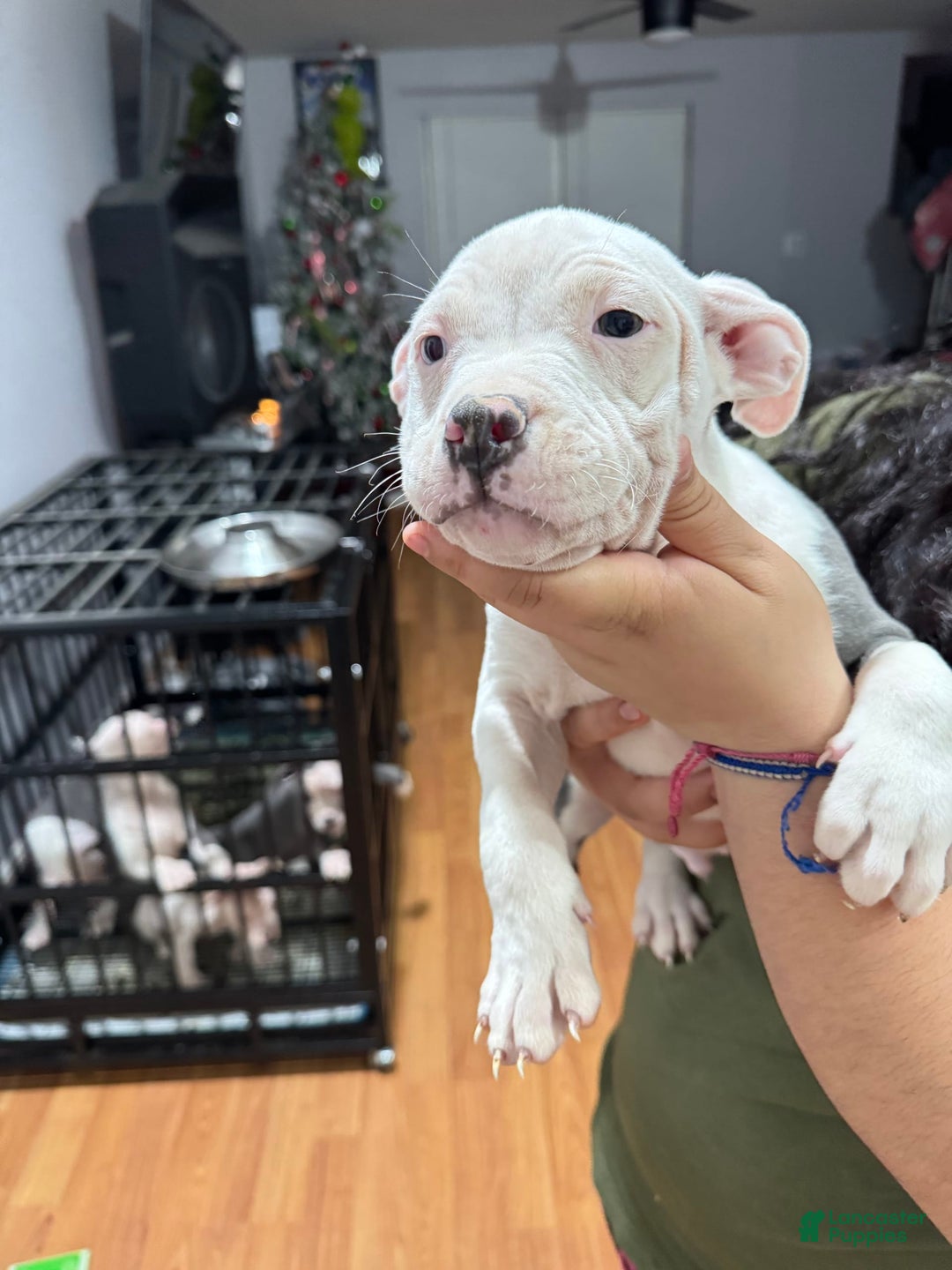 Gallery Image {{count}}