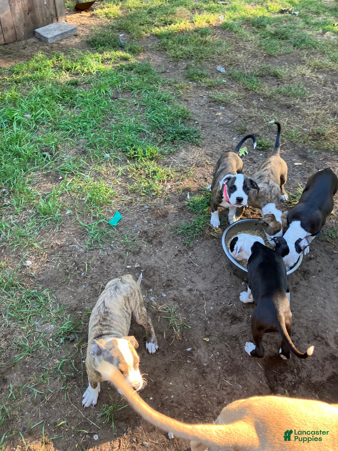 Mixed Breed dogs for sale: Pooh - Ad 9