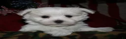 Maltese dogs for sale: Chester - Ad 9
