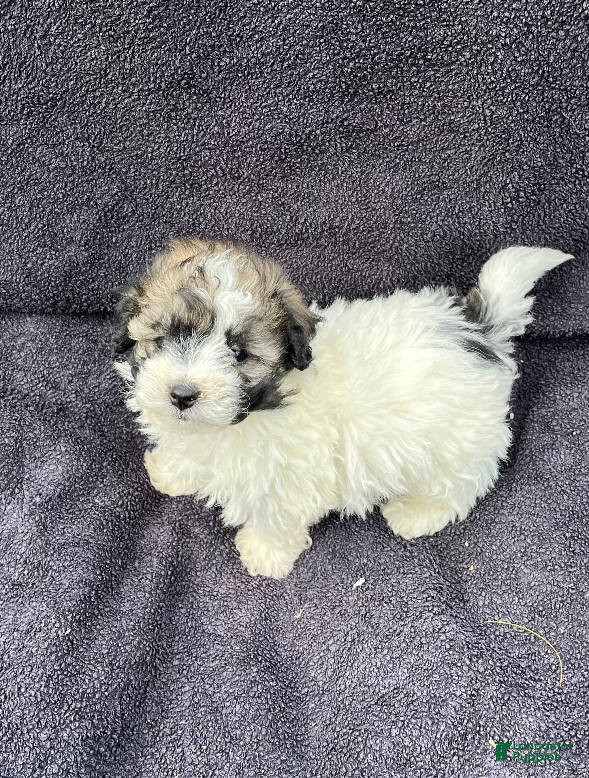 Mixed Breed dogs Teddy - Ad 1