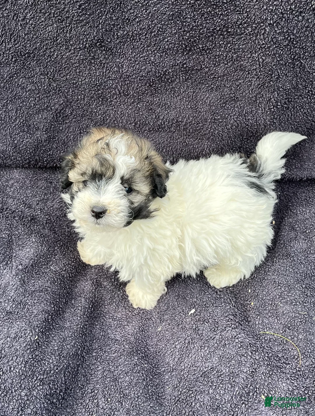 Mixed Breed dogs for sale: Teddy - Ad 1