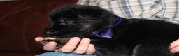 German Shepherd dogs for sale: Hilda, purple collar - Ad 3