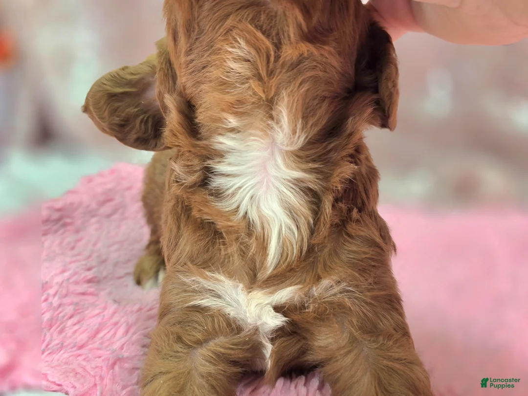 Cavapoo dogs for sale: Denali - Ad 6