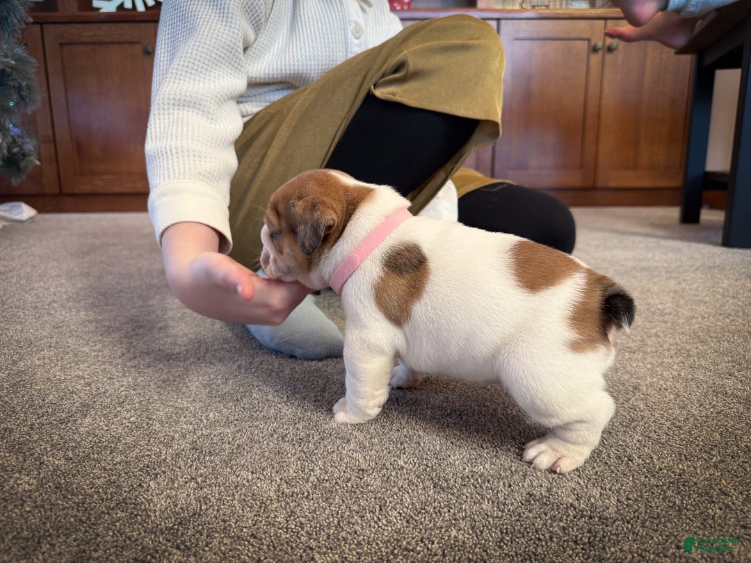 English Bulldog dogs for sale: Mia - Ad 4