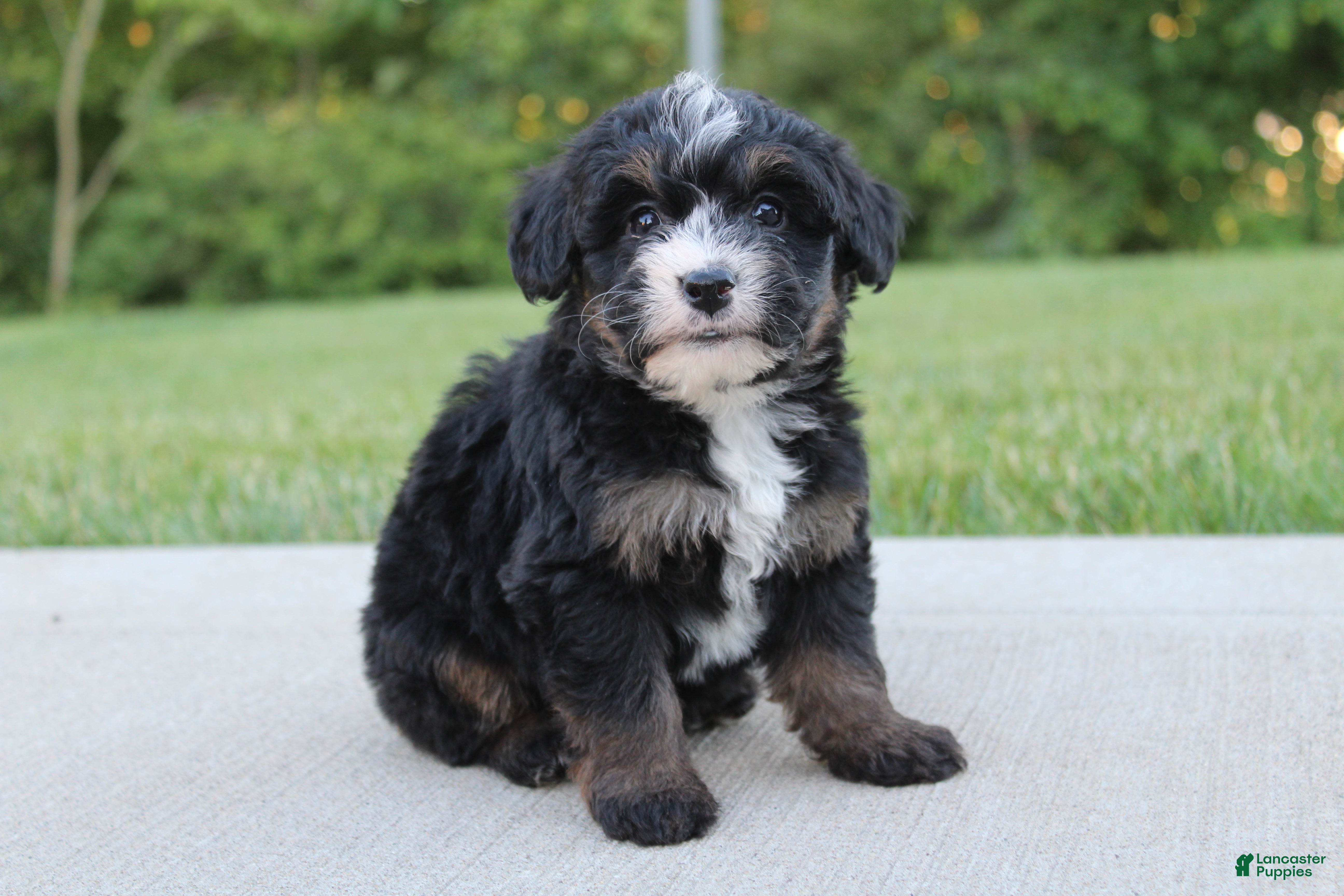 Mini Bernedoodle dogs Bess - Ad 1