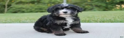 Mini Bernedoodle dogs for sale: Bess - Ad 1