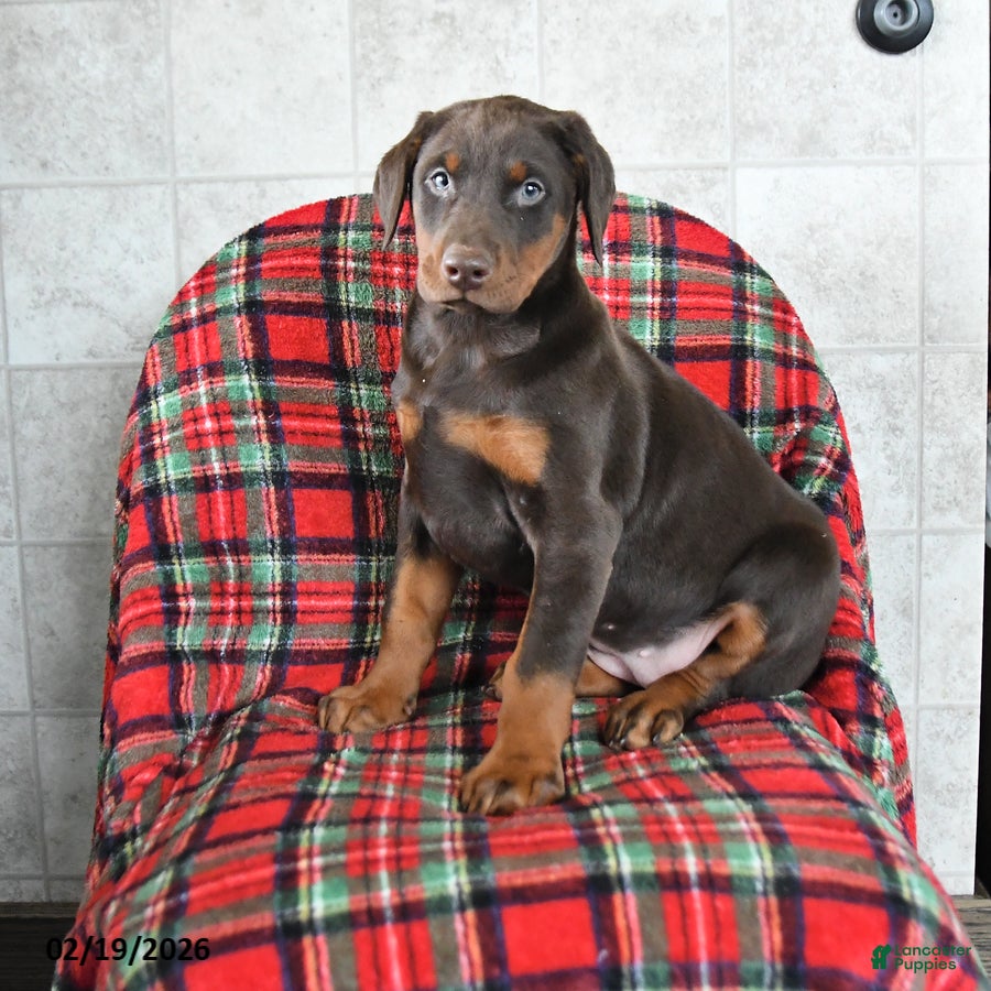 Doberman Pinscher dogs Fancy - Ad 1