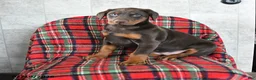 Doberman Pinscher dogs for sale: Fancy - Ad 10