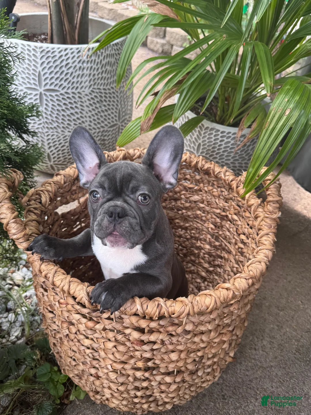 French Bulldog dogs for stud: French Bulldog - Ad 2