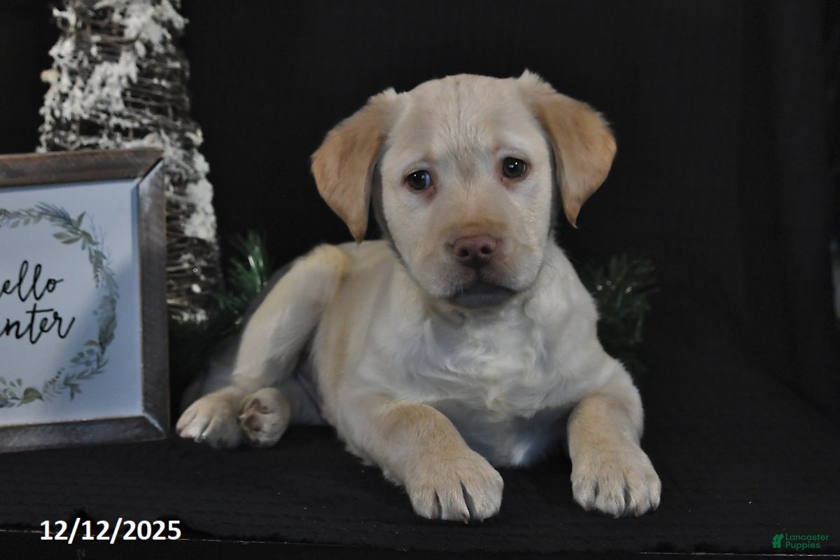 Labrador Retriever dogs Rocky - Ad 40