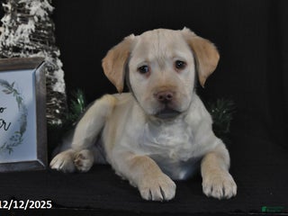 Labrador Retriever dogs Rocky - Ad 34
