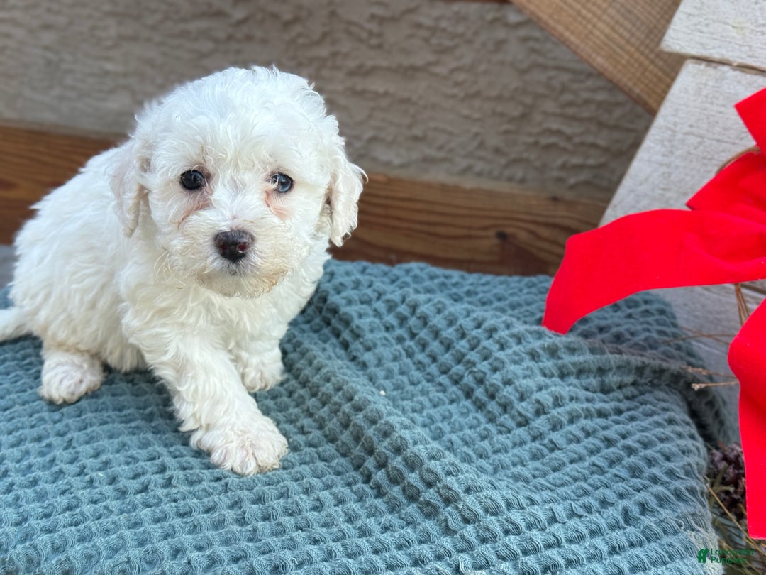 Bichpoo dogs for sale: Angel - Ad 10