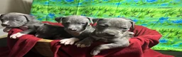 American Pit Bull Terrier dogs for sale: American Pit Bull Terrier Puppy 1 - Ad 6