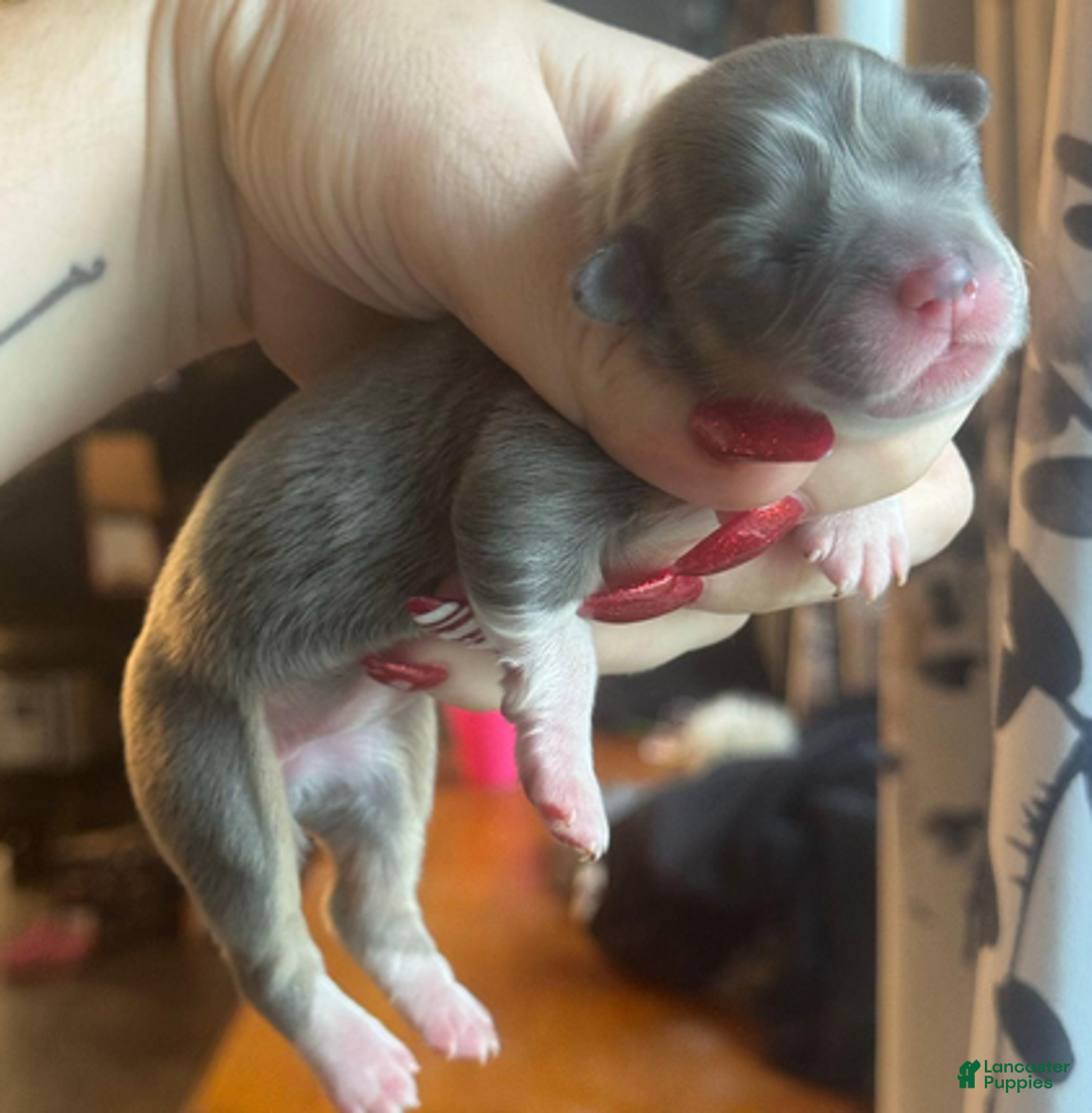 Welsh Corgi Pembroke dogs for sale: Prada (fluffy) - Ad 4