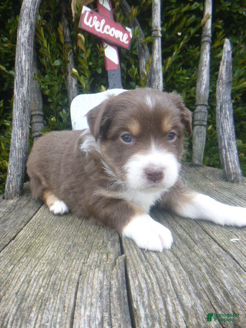Miniature Australian Shepherd dogs Naomie - Ad 23