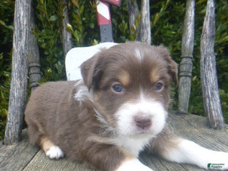 Miniature Australian Shepherd dogs Naomie - Ad 33