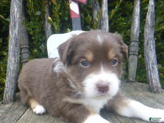 Miniature Australian Shepherd dogs Naomie - Ad 39