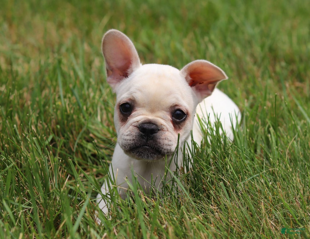 Gallery Image {{count}}