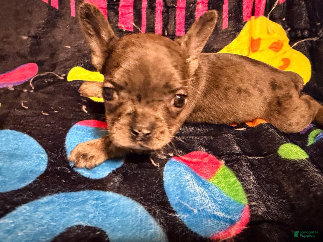 French Bulldog dogs for sale: Brie  - Ad 1