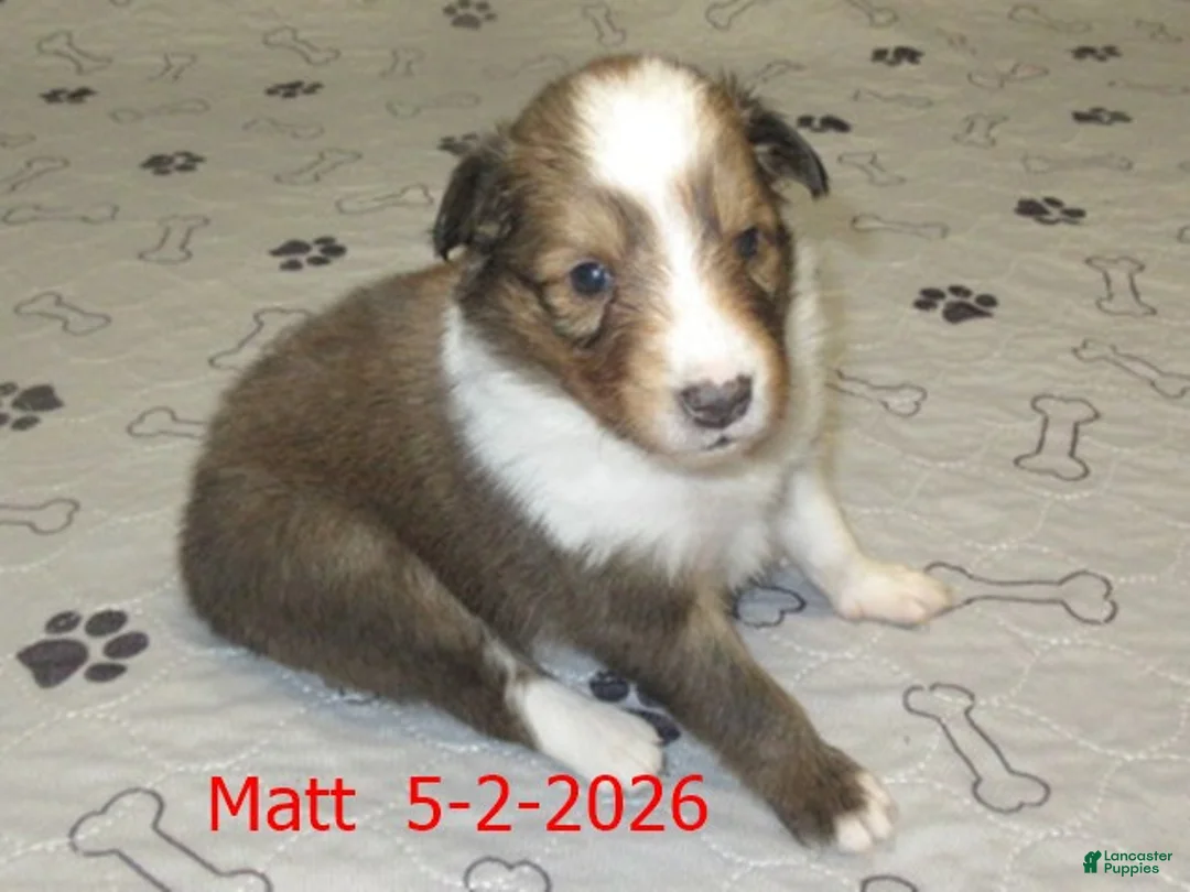 Shetland Sheepdog dogs for sale: Matt Male - Ad 4