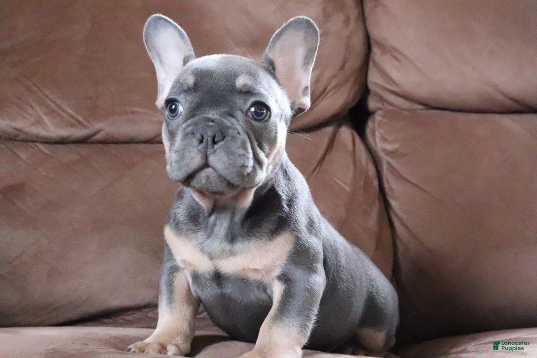 French Bulldog dogs for sale: Sandler - Ad 2