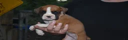 Boxer dogs for sale: ROSE BUD - Ad 6