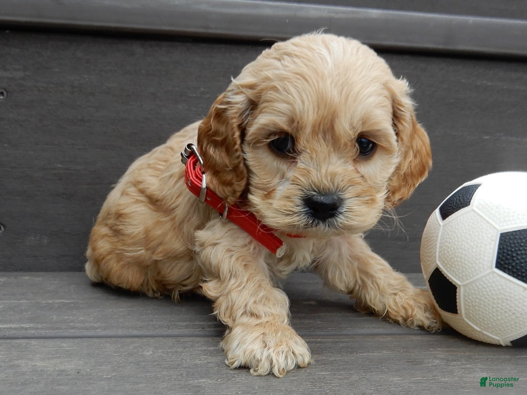 Cockapoo dogs for sale: Shawn - Ad 7