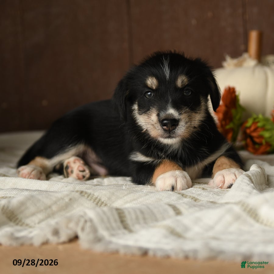 Mixed Breed dogs Kiwi - Ad 2